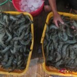 Hikmah dari kebijakan tarif AS bagi perekonomian Indonesia