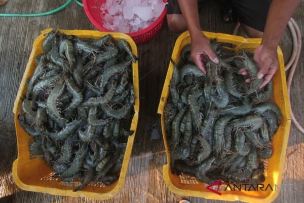 Hikmah dari kebijakan tarif AS bagi perekonomian Indonesia