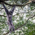 Bioekonomi sebagai penyeimbang antara konservasi dan pengembangan ekonomi di Indonesia