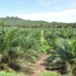 Faktor-faktor ekonomi yang menjadi pertimbangan dalam rencana Indonesia untuk memperkenalkan biodiesel B50.