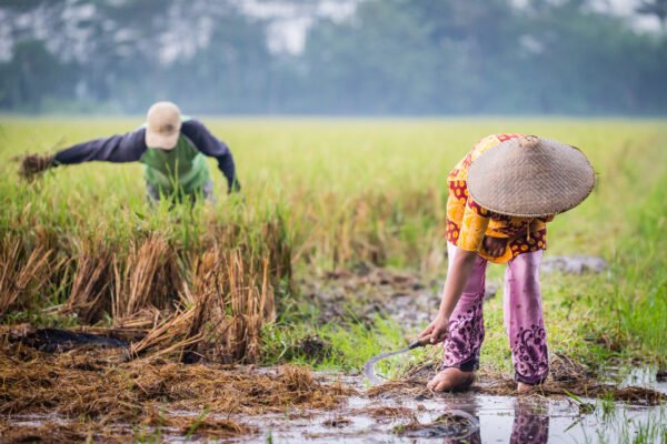 Indonesia meluncurkan upaya terakhir untuk memberantas filariasis limfatik, lepra, dan yaws.