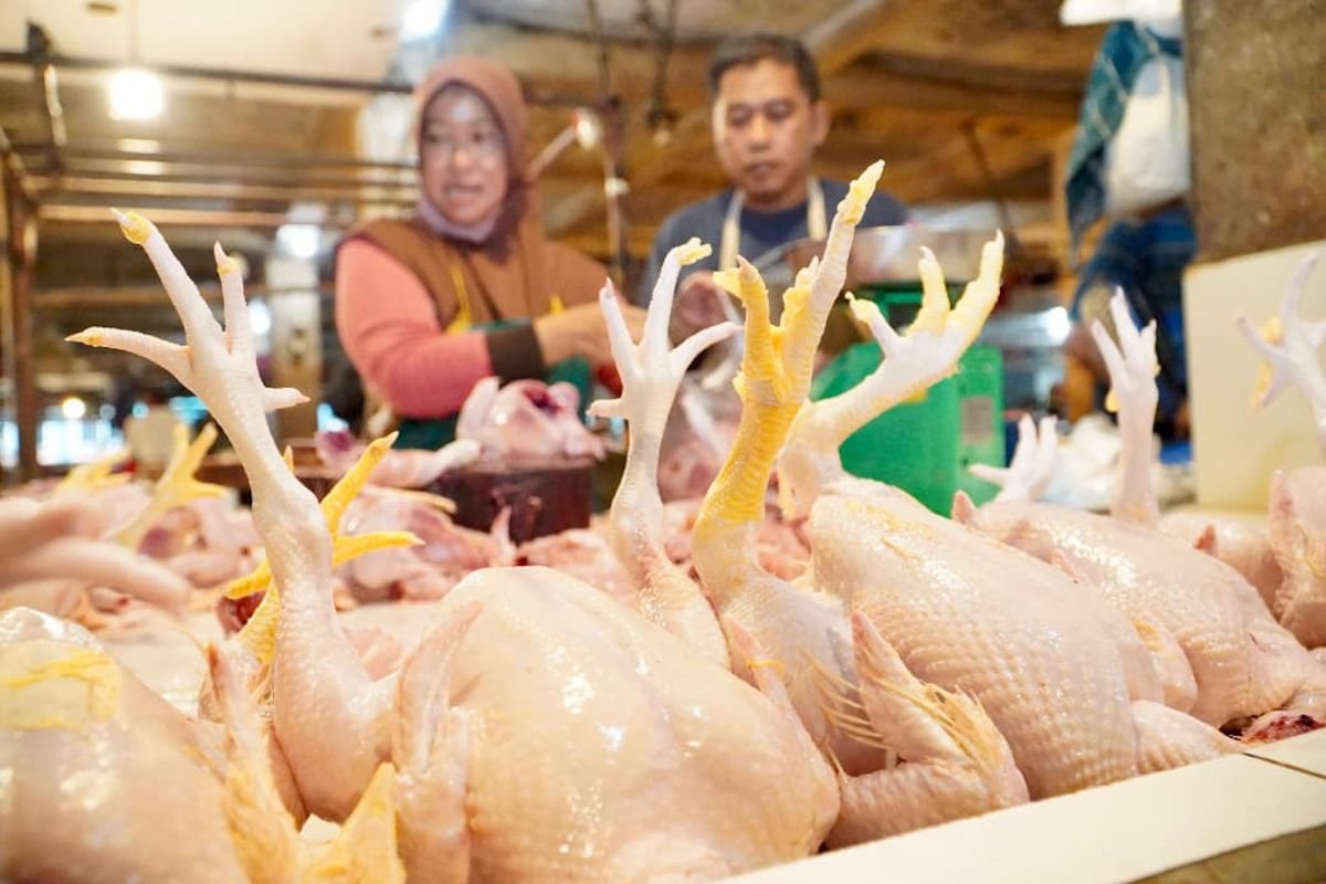 Indonesia memastikan harga ayam stabil dan pasokan mencukupi menjelang Idul Fitri.