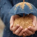 Apa yang Dapat Dipelajari India dari Model Kesejahteraan 'Tanpa Pinjaman' Indonesia