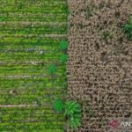 Indonesia mengincar pengurangan emisi karbon melalui skema kehutanan sosial