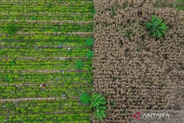 Indonesia mengincar pengurangan emisi karbon melalui skema kehutanan sosial