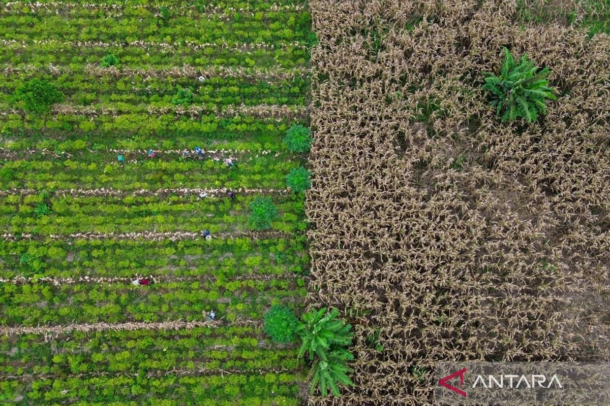 Indonesia mengincar pengurangan emisi karbon melalui skema kehutanan sosial