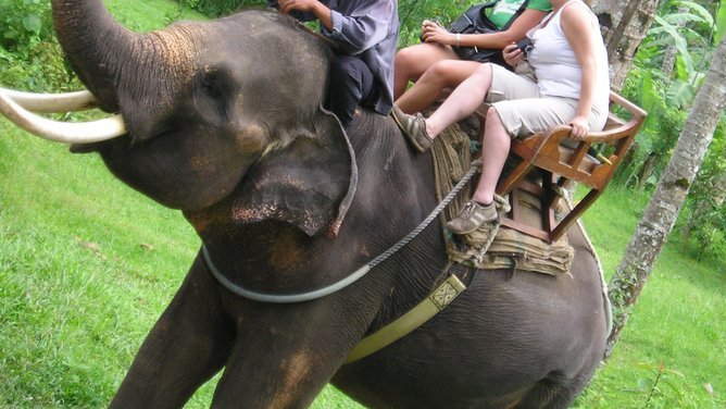 Kebun Binatang Bali, Indonesia, melarang wisatawan menunggang gajah di tengah meningkatnya tekanan dari kelompok-kelompok pembela hak-hak hewan