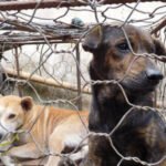 Kemenangan dalam Perjuangan Melawan Perdagangan Daging Anjing: Indonesia Melarang Perdagangan Daging Anjing yang Mengerikan