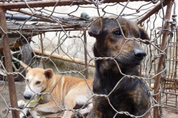 Kemenangan dalam Perjuangan Melawan Perdagangan Daging Anjing: Indonesia Melarang Perdagangan Daging Anjing yang Mengerikan