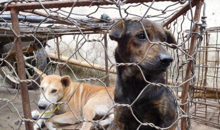 Kemenangan dalam Perjuangan Melawan Perdagangan Daging Anjing: Indonesia Melarang Perdagangan Daging Anjing yang Mengerikan