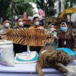 Perdagangan satwa liar kini dikategorikan sebagai 'tindak pidana berat' berdasarkan undang-undang kejahatan terorganisir Singapura